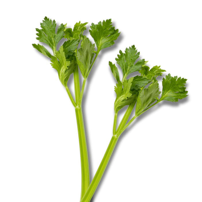 Celery Organic