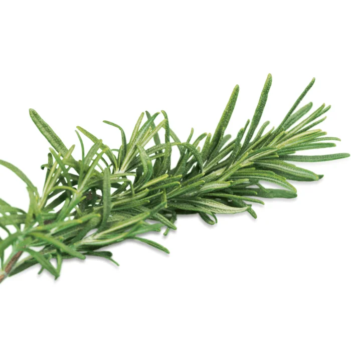 Rosemary Fresh Organic