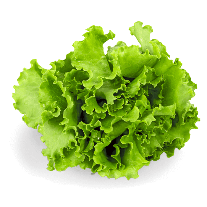 Grand Green Lettuce Organic